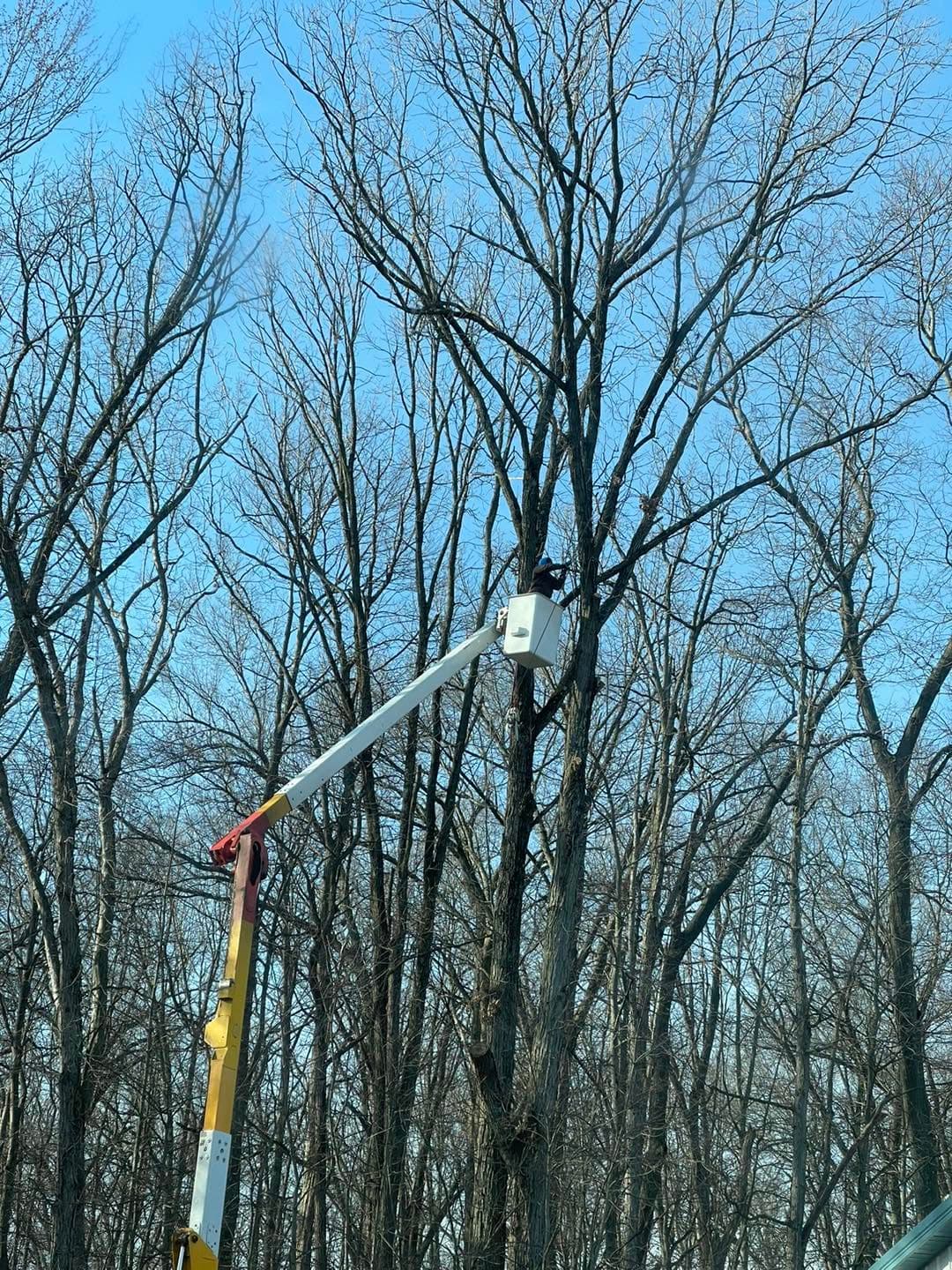Bucket truck aerial lift trimming high branches on a wooded property