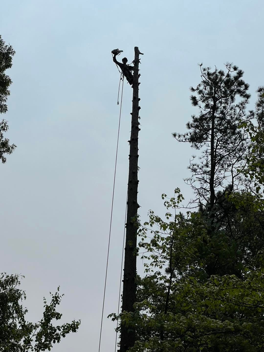 Silhouette of an Express Tree Removal climber at the top of a tall trunk with a chainsaw
