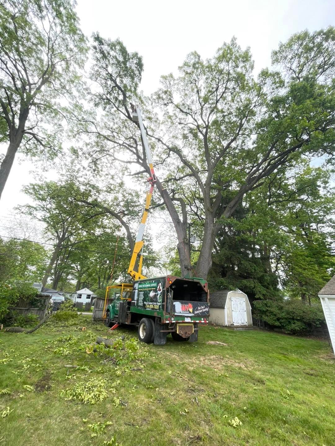 Express Tree Removal Services bucket truck with its boom raised into a large tree on a residential Ann Arbor property